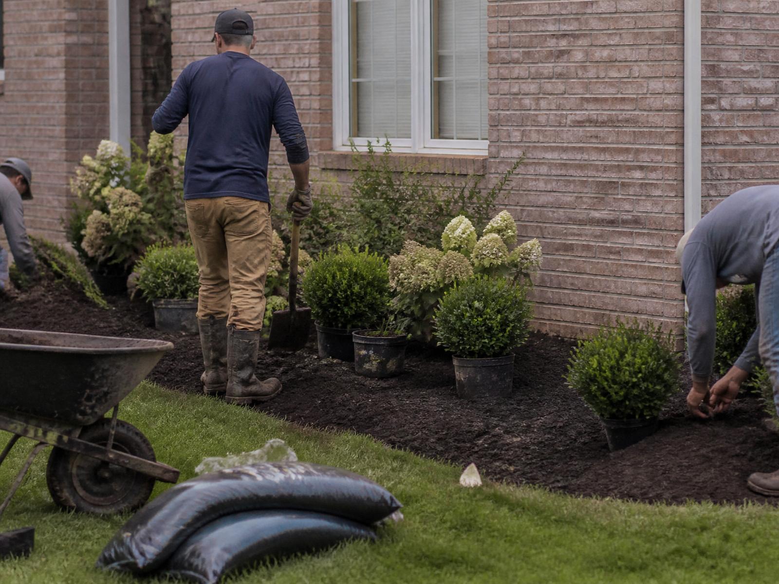 Evergreen crew planting a young hydrangea in a freshly mulched bed