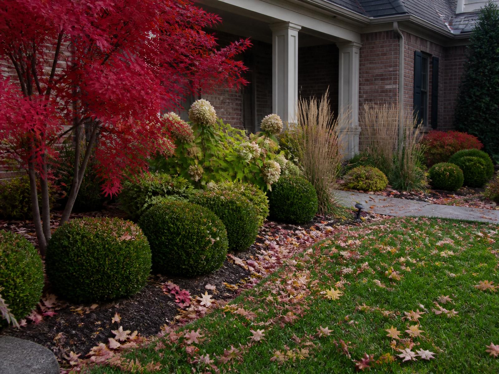 Bloodgood maple, October